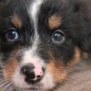 Akiba und Sunnys  Nachwuchs